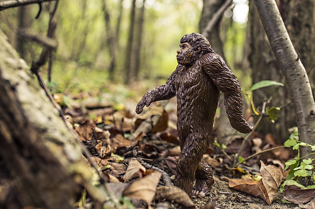 A toy Sasquatch walking in the woods. Sasquatch or Bigfoot is a hairy ape like hominid that many people believe exists in North America.