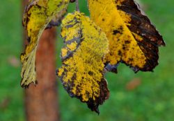 Three elm leaves that are yellow and dying. The elm leaves have holes on the edges. There is a black or dark brown color on the edges as well.