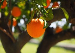 A tree with oranges growing on them. The article is about citrus greening a disease that effects oranges.