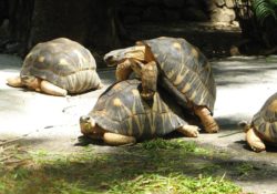 Biological Sex Mysteries, turtles sexually reproducing,